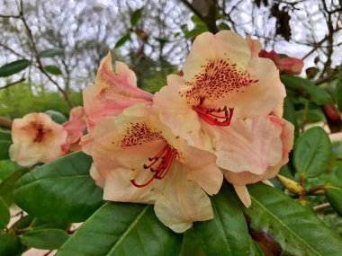 Bahçedeki büyük açelya ya da rhododendron. Baharın altındaki botanik bahçesinde çiçek açma mevsimi (rhododendron) .....