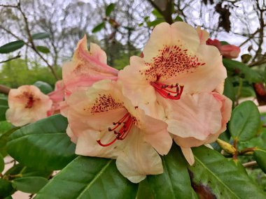 Bahçedeki büyük açelya ya da rhododendron. Baharın altındaki botanik bahçesinde çiçek açma mevsimi (rhododendron) .....