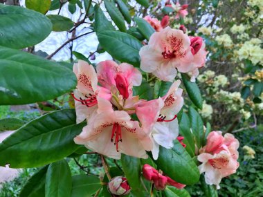 Bahçedeki büyük açelya ya da rhododendron. Baharın altındaki botanik bahçesinde çiçek açma mevsimi (rhododendron) .....