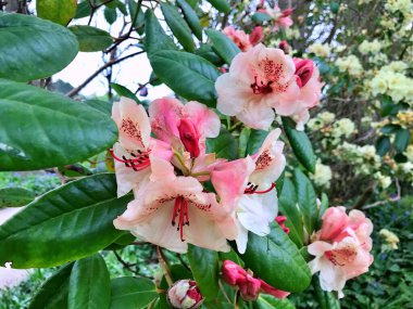 Bahçedeki büyük açelya ya da rhododendron. Baharın altındaki botanik bahçesinde çiçek açma mevsimi (rhododendron) .....