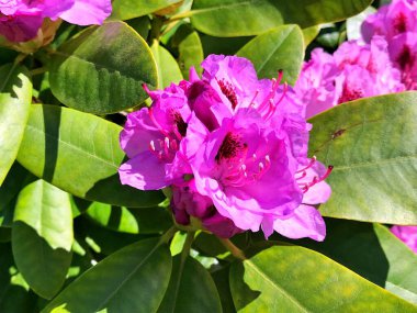 Bahçedeki büyük açelya ya da rhododendron. Baharın altındaki botanik bahçesinde çiçek açma mevsimi (rhododendron) .....