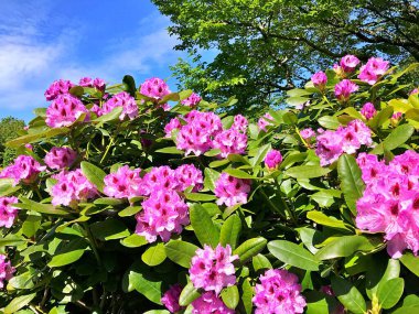 Bahçedeki büyük açelya ya da rhododendron. Baharın altındaki botanik bahçesinde çiçek açma mevsimi (rhododendron) .....