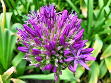 Arka plan olarak baharın altındaki bahçede çiçekler