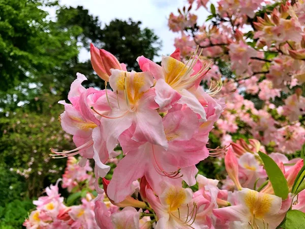 Big Azalea Rhododendron Garden Season Flowering Azaleas Rhododendron Botanical Garden — Stock Photo, Image