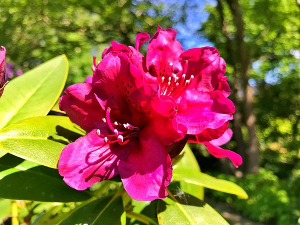 Große Azalee Oder Rhododendron Garten Blühende Azaleen Rhododendron Botanischen Garten — Stockfoto