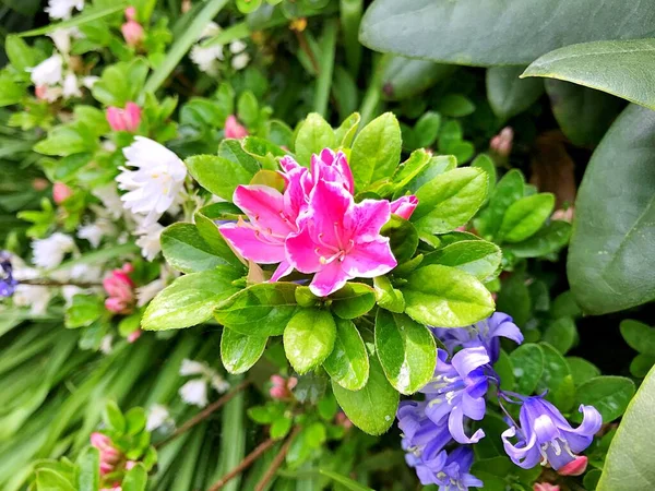 Fleurs Dans Jardin Sous Printemps Comme Fond — Photo