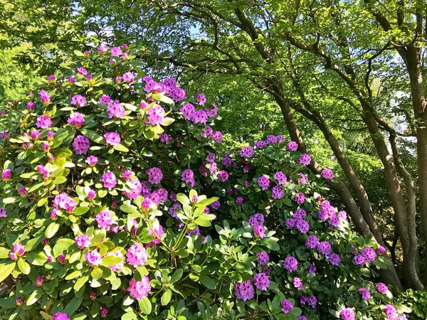 정원에 주름살이나 호도덴 입니다 식물원에서 피우는 스톡 사진