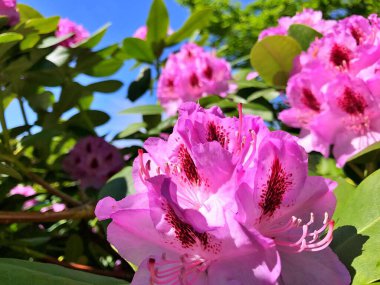 Bahçedeki büyük açelya ya da rhododendron. Baharın altındaki botanik bahçesinde çiçek açma mevsimi (rhododendron) .....