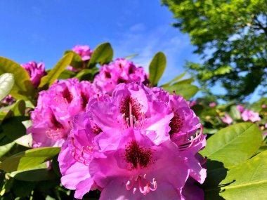 Bahçedeki büyük açelya ya da rhododendron. Baharın altındaki botanik bahçesinde çiçek açma mevsimi (rhododendron) .....