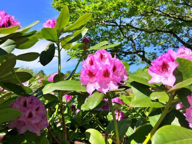 Bahçedeki büyük açelya ya da rhododendron. Baharın altındaki botanik bahçesinde çiçek açma mevsimi (rhododendron) .....