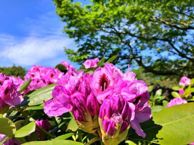 Bahçedeki büyük açelya ya da rhododendron. Baharın altındaki botanik bahçesinde çiçek açma mevsimi (rhododendron) .....