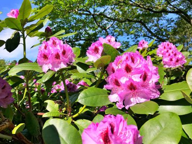 Bahçedeki büyük açelya ya da rhododendron. Baharın altındaki botanik bahçesinde çiçek açma mevsimi (rhododendron) .....