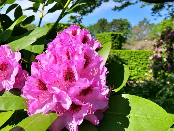 Bahçedeki büyük açelya ya da rhododendron. Baharın altındaki botanik bahçesinde çiçek açma mevsimi (rhododendron) .....