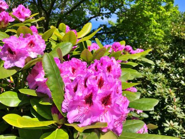 Bahçedeki büyük açelya ya da rhododendron. Baharın altındaki botanik bahçesinde çiçek açma mevsimi (rhododendron) .....