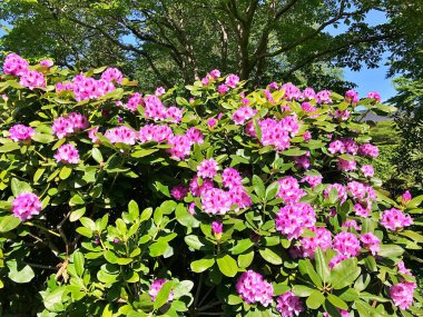Yakın plan beyaz çiçeklerle çiçek açan ağaç brunch 'ı. Elma ağaçlarının çiçek açması. Güzel çiçek açan elma dalı. İlkbaharın altında elma çiçeklerini kapat.....
