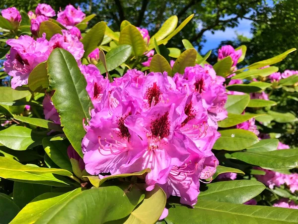 Grande Azalée Rhododendron Dans Jardin Saison Floraison Azalées Rhododendron Jardin — Photo