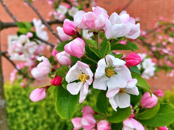 Primo Piano Fioritura Albero Brunch Con Fiori Bianchi Fioritura Meli — Foto Stock