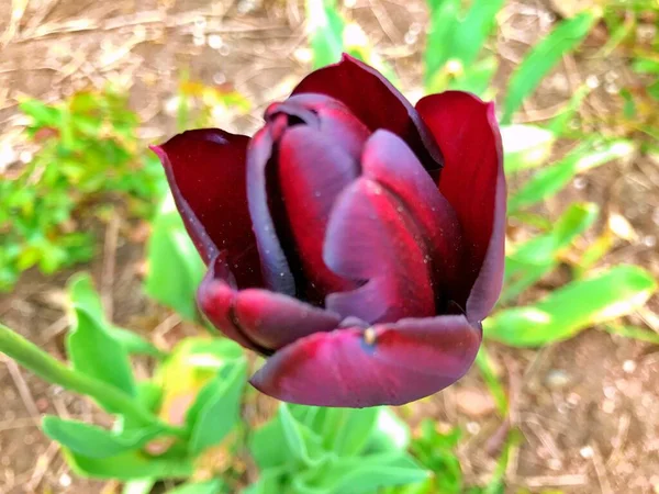 Fleur Tulipes Fleur Dans Jardin Fleurir Jour Printemps Fleurs Colorées — Photo