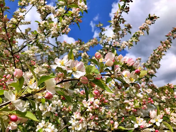 Nahaufnahme Blühender Baum Brunch Mit Weißen Blumen Die Blüte Der — Stockfoto