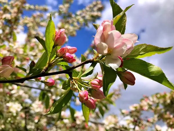 Primo Piano Fioritura Albero Brunch Con Fiori Bianchi Fioritura Meli — Foto Stock