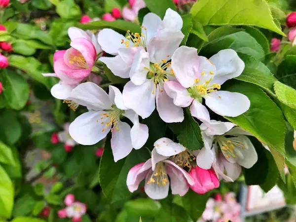 Primo Piano Fioritura Albero Brunch Con Fiori Bianchi Fioritura Meli — Foto Stock