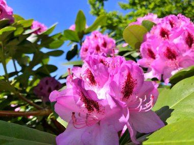 Bahçedeki büyük açelya ya da rhododendron. Botanik bahçesinde çiçek açma mevsimi (rhododendron).....