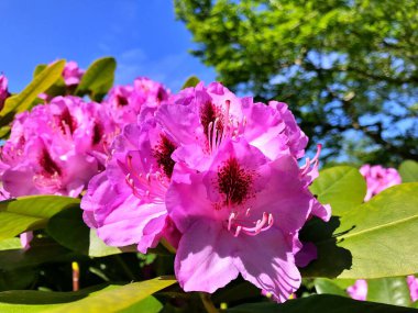 Bahçedeki büyük açelya ya da rhododendron. Botanik bahçesinde çiçek açma mevsimi (rhododendron).....
