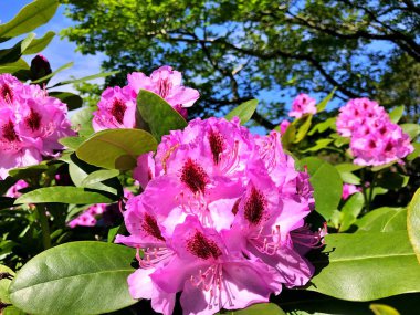 Bahçedeki büyük açelya ya da rhododendron. Botanik bahçesinde çiçek açma mevsimi (rhododendron).....
