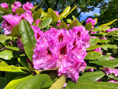Bahçedeki büyük açelya ya da rhododendron. Botanik bahçesinde çiçek açma mevsimi (rhododendron).....
