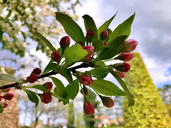 Almuerzo Primer Plano Con Flores Blancas Floración Manzanos Hermosa Rama — Foto de Stock