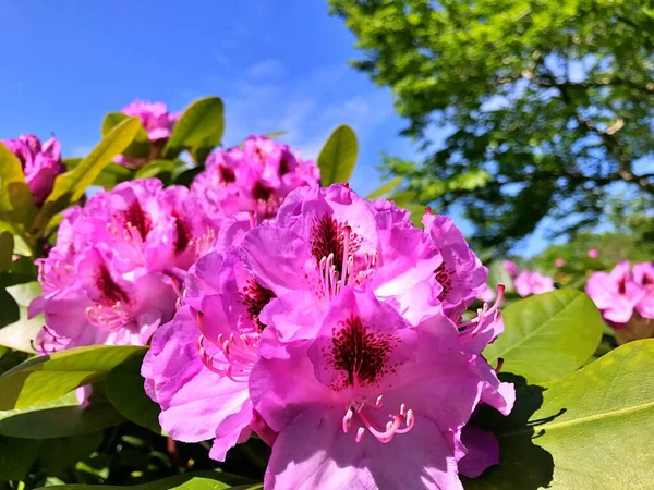 Bahçedeki büyük açelya ya da rhododendron. Botanik bahçesinde çiçek açma mevsimi (rhododendron).....