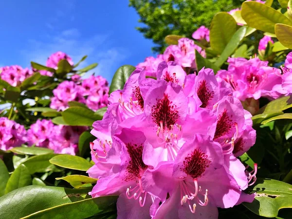 Bahçedeki büyük açelya ya da rhododendron. Botanik bahçesinde çiçek açma mevsimi (rhododendron).....