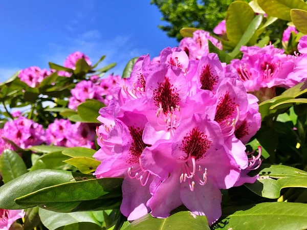 Bahçedeki büyük açelya ya da rhododendron. Botanik bahçesinde çiçek açma mevsimi (rhododendron).....