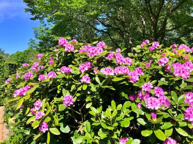 Bahçedeki büyük açelya ya da rhododendron. Botanik bahçesinde çiçek açma mevsimi (rhododendron).....
