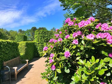 Bahçedeki büyük açelya ya da rhododendron. Botanik bahçesinde çiçek açma mevsimi (rhododendron).....