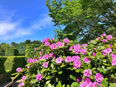 Bahçedeki büyük açelya ya da rhododendron. Botanik bahçesinde çiçek açma mevsimi (rhododendron).....
