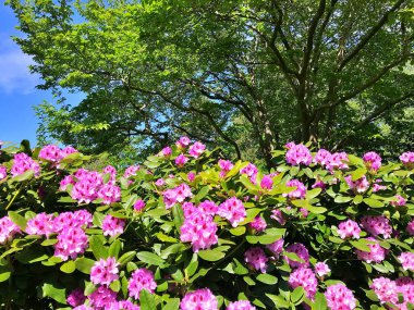 Bahçedeki büyük açelya ya da rhododendron. Botanik bahçesinde çiçek açma mevsimi (rhododendron).....