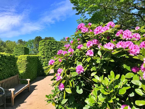 Stor Azalea Eller Rhododendron Trädgården Säsong Blommande Azaleor Rhododendron Botanisk — Stockfoto