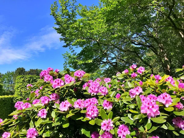 Big Azalea Rhododendron Garden Season Flowering Azaleas Rhododendron Botanical Garden — Stock Photo, Image