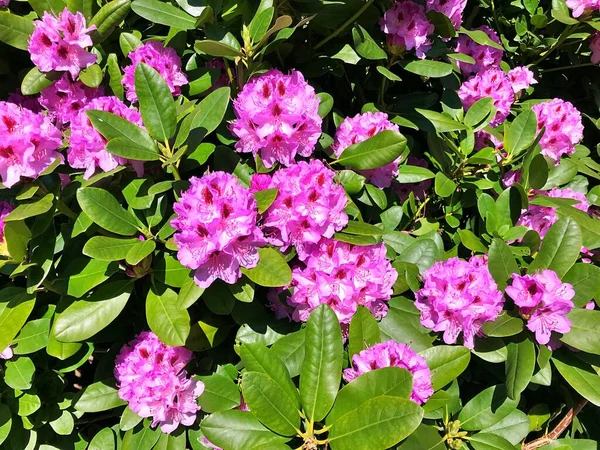 Bahçedeki büyük açelya ya da rhododendron. Botanik bahçesinde çiçek açma mevsimi (rhododendron).....