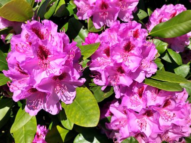 Bahçedeki büyük açelya ya da rhododendron. Botanik bahçesinde çiçek açma mevsimi (rhododendron).....