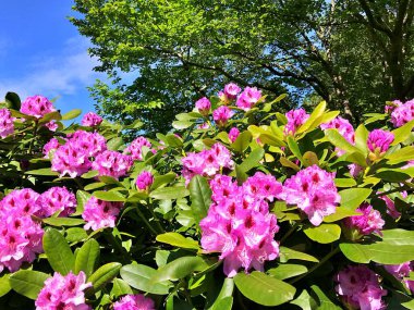 Bahçedeki büyük açelya ya da rhododendron. Botanik bahçesinde çiçek açma mevsimi (rhododendron).....