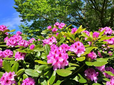 Bahçedeki büyük açelya ya da rhododendron. Botanik bahçesinde çiçek açma mevsimi (rhododendron).....