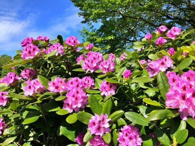 Bahçedeki büyük açelya ya da rhododendron. Botanik bahçesinde çiçek açma mevsimi (rhododendron).....