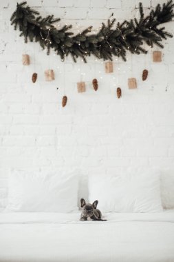 tapılası Fransız buldog yavrusu. 