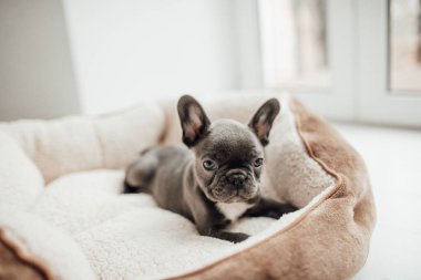 tapılası Fransız buldog yavrusu. 