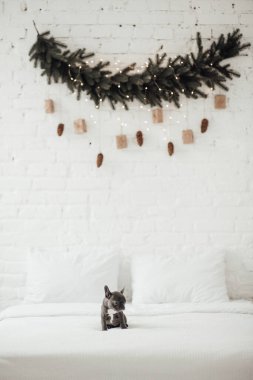 tapılası Fransız buldog yavrusu. 