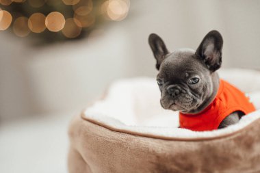 Sevimli Fransız bulldog köpeğinin portresi.