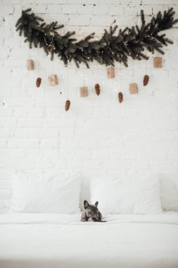 tapılası Fransız buldog yavrusu. 