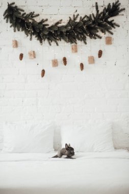 tapılası Fransız buldog yavrusu. 